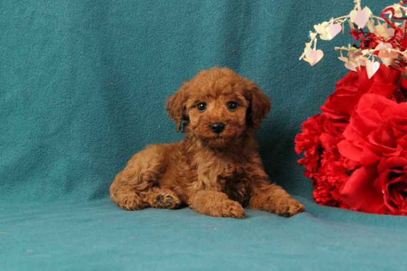 puppy, for, sale, Mini Goldendoodle F1BB, Matthew B. Stoltzfus, dog, breeder, Gap, PA, dog-breeder, puppy-for-sale, forsale, nearby, find, puppyfind, locator, puppylocator, aca